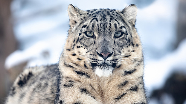 Голодают и исчезают: как изменение климата влияет на животных в России