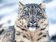 Голодают и исчезают: как изменение климата влияет на животных в России