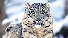 Голодают и исчезают: как изменение климата влияет на животных в России