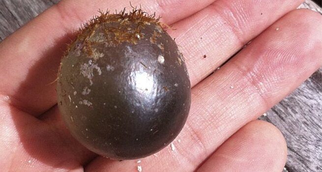 Одна из самых больших клеток в мире: загадки моря