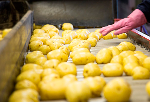 В Тюменской области начал работать новый картофелеперерабатывающий завод