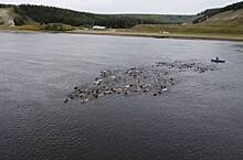 Переплывающий реку в России табун лошадей сняли на видео