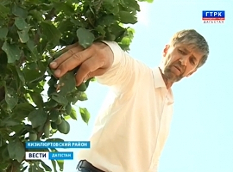 Интенсивный сад Кизилюртовского района выращивает фрукты без химикатов