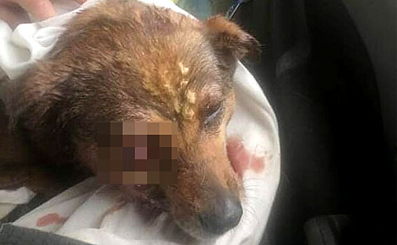 Изуродованная живодерами собака мучилась в мешке несколько дней