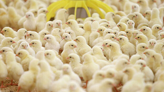 В омском отделении ЕР прокомментировали раздачу цыплят во время изоляции