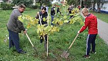 Город вздохнет полной грудью. 36 тысяч деревьев посадят в Люберцах