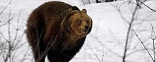 В Воронежской области сбежавшую из цирка медведицу поймали