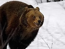 В Воронежской области сбежавшую из цирка медведицу поймали