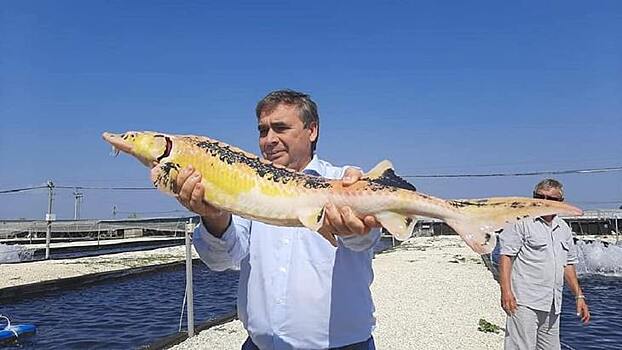 132 тонны осетровой продукции поставили рыбоводы Крыма в 2020 году