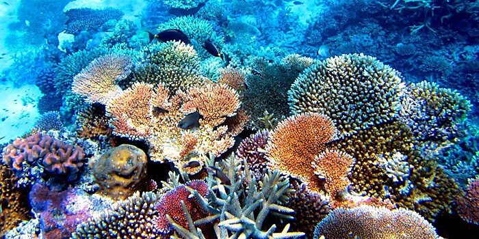 Дезоксигенация приводит к гибели коралловых рифов