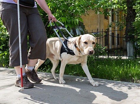 Всегда рядом: собаки-поводыри отправятся из Москвы в регионы