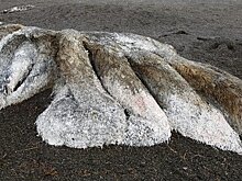 На Камчатке нашли останки покрытого шерстью монстра