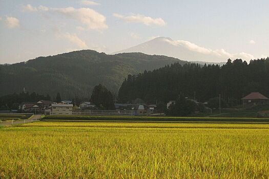 Соседняя страна прибегла к помощи военных из-за устроенного хищниками беспредела