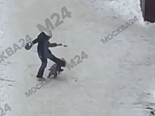 Девочка избила собаку на прогулке в одном из дворов в Щелкове