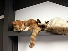 Сомнолог посоветовала влюбленным спать «порознь»