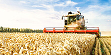Как выращивают и собирают пшеницу в Подмосковье?