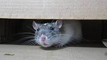 Агроном Коврижных назвала простой способ защитить дом и дачу от мышей