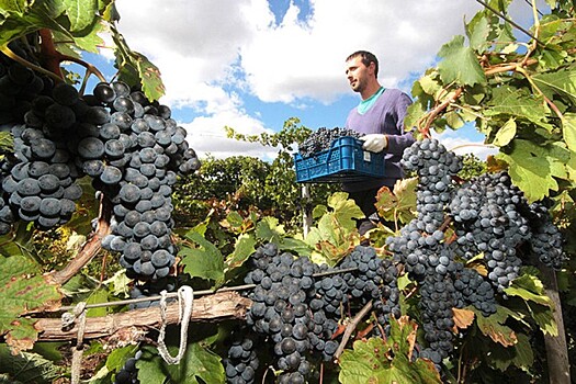 "Абрау-Дюрсо" вложит 1 млрд рублей в виноградники