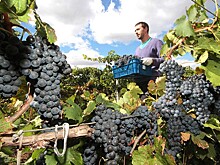 "Абрау-Дюрсо" вложит 1 млрд рублей в виноградники