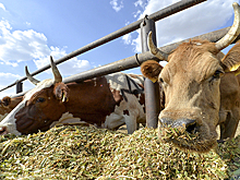 Сингапурская Olam получила 100% в "Русмолко"