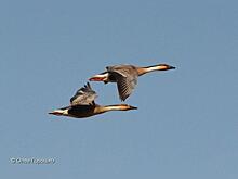 Охоту на краснокнижную птицу могут разрешить в Забайкалье