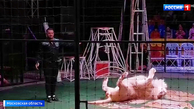 Цирк филатовых акробаты. Работник цирка который. Дрессура в цирке. Цирк с животными. Костюм ведущего в цирке.