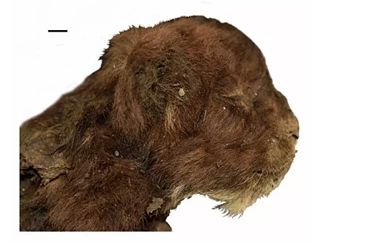 Ученые выяснили, что саблезубые кошки обитали в Сибири