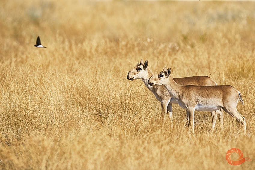 / III Общероссийский фестиваль «Первозданная Россия»