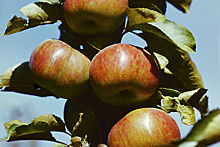 Около 1,5 тыс саженцев редких сортов яблони вырастили в Ивантеевском лесопитомнике