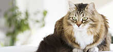 Ветеринарный врач Свенсон предупредил о рисках при перекармливании кошек
