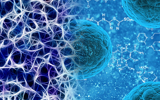 Нервная система управляет ростом стволовых клеток напрямую