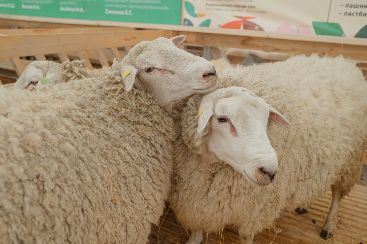 25-я Российская выставка племенных овец и коз пройдёт в Дагестане