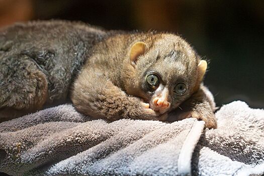В Московском зоопарке родился детеныш краснокнижного примата потто