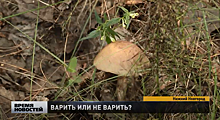 Специалисты Роспотребнадзора рассказали нижегородцам о способах заготовки и приготовления грибов