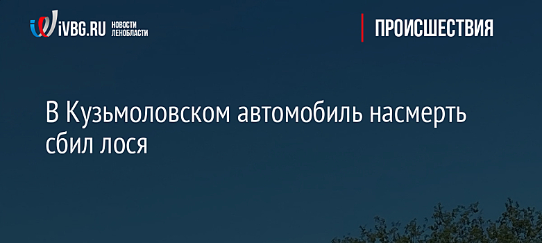 В Кузьмоловском автомобиль насмерть сбил лося