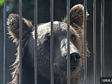 В окрестностях Миасса жители заметили бурого медведя