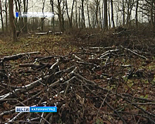 Под Зеленоградском незаконно спилили старые клены и дубы