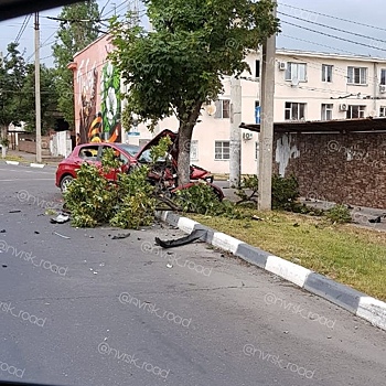 Peugeot спрятался под ветками после столкновения с иномаркой в Новороссийске