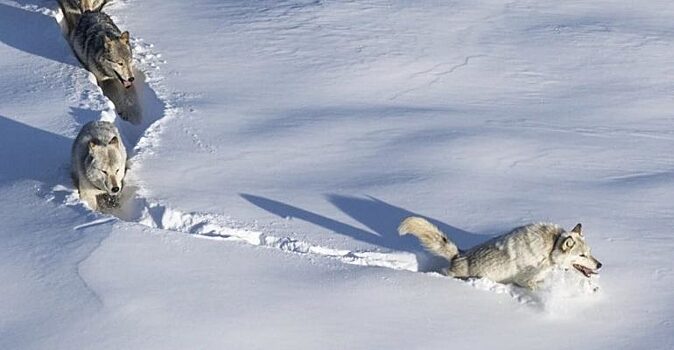 National Geographic рассказал об истории снимка-мема про «шерстяного волчару». Оказалось, что стаю возглавляла волчица