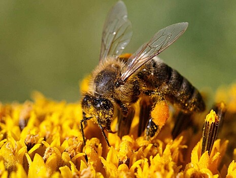 В Тверской области пчёлы заражены клещом