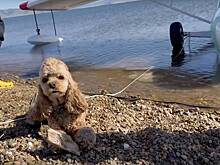 В Новосибирск на самолете-амфибии прилетела собака-штурман