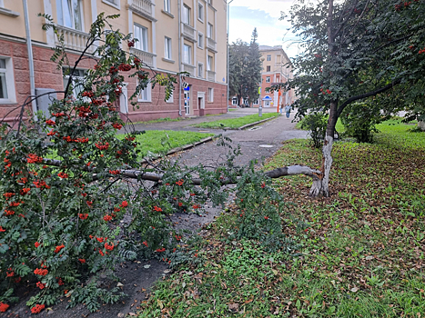 Упавшая на дорогу рябина возмутила кемеровчанку