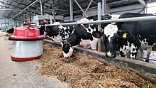 Производство молока увеличилось на 3% в Нижегородской области за 8 месяцев