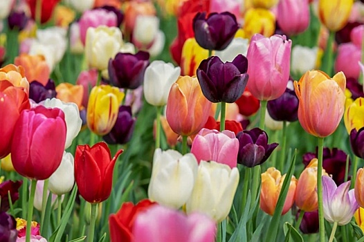 В Хорошевском районе высадят семьдесят тысяч разноцветных тюльпанов