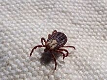 Шесть человек в Петербурге заразились болезнью Лайма