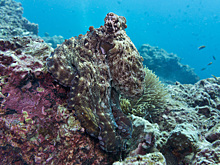 Чемпион по маскировке: как и какой ценой осьминоги прикидываются камнями