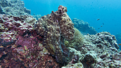 Чемпион по маскировке: как и какой ценой осьминоги прикидываются камнями