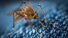 Академик РАН Виталий Зверев назвал комаров переносчиками конго-крымской геморрагической лихорадки