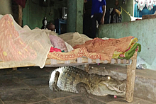 Двухметровая самка крокодила заползла в дом