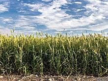 Посевная в Челябинской области идет с опережением